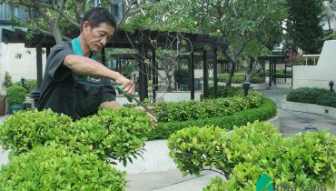 Dịch vụ chăm sóc cây cảnh tại nhà ở Hà Nội, chăm sóc sân vườn