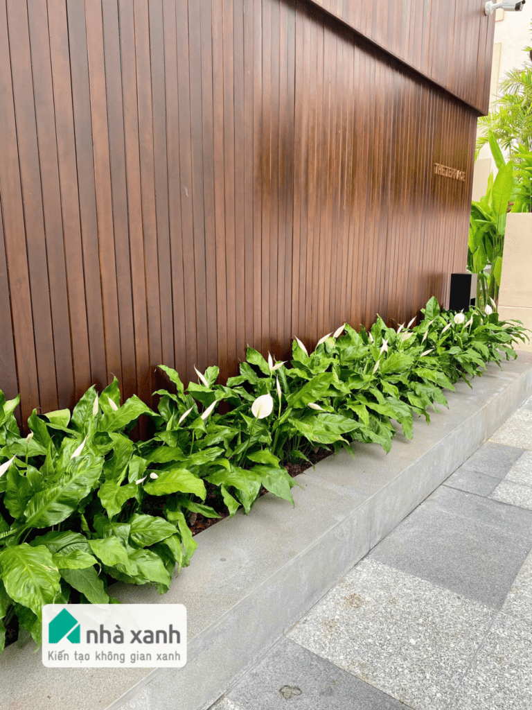 Nhà Xanh | Thiết kế cảnh quan sân vườn | 