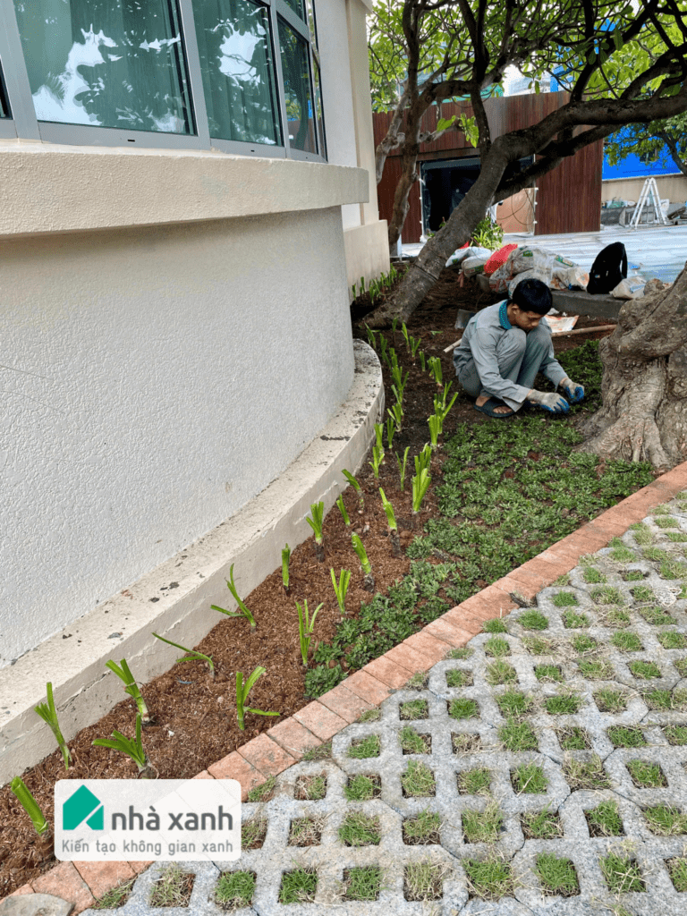 Nhà Xanh | Thiết kế cảnh quan sân vườn | 