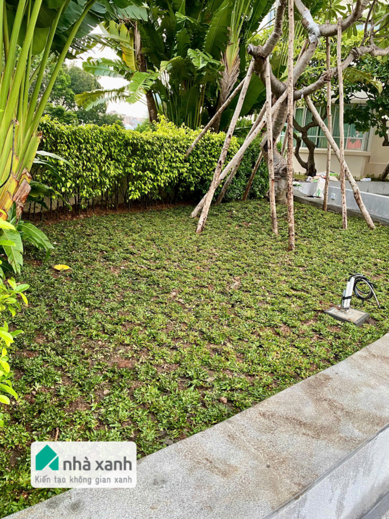 Nhà Xanh | Thiết kế cảnh quan sân vườn | 