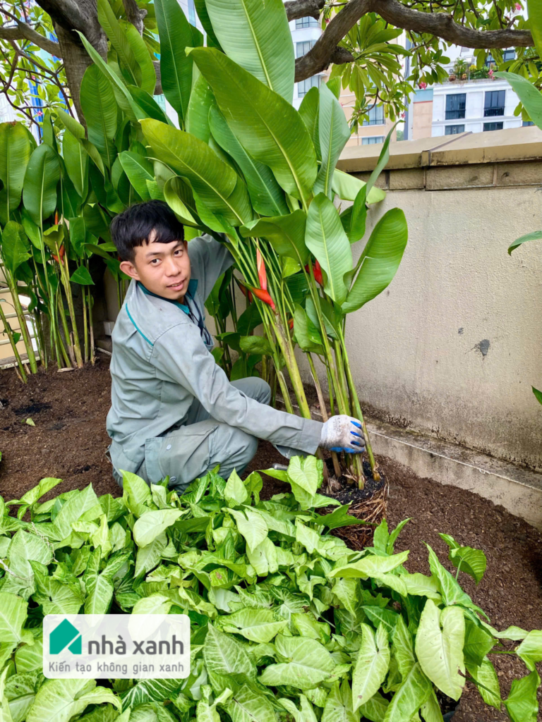 Nhà Xanh | Thiết kế cảnh quan sân vườn | 
